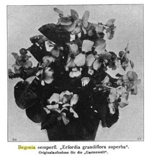 B. ‘Erfordia Grandiflora Superba’